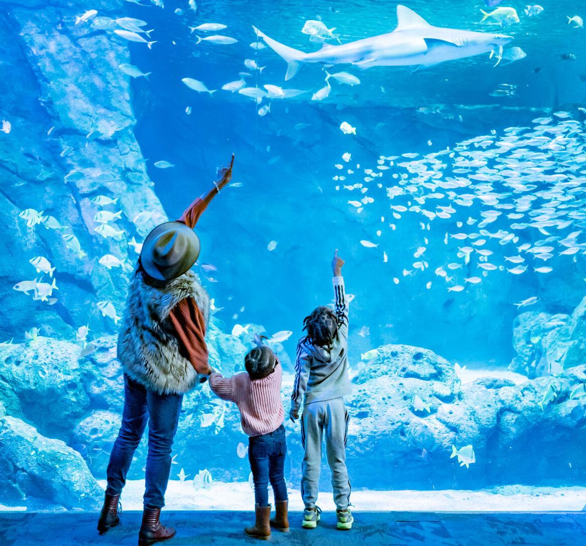 Aquarium - family facing tank.jpg